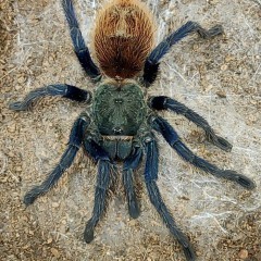 Chromatopelma cyaneopubescens samica 4cm