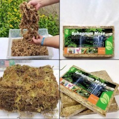 Ukorzeniacz Mech Torfowiec Sphagnum Moss 150g 12L Kwiaty Storczyk Gad