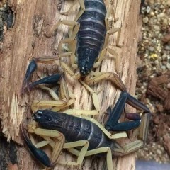 Skorpion C.bicolor l4 - rarytas!