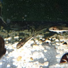 Otos Otosek Otocinclus