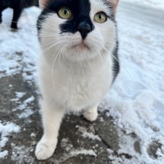 Maszka pilnie szuka domu nie ma schronienia