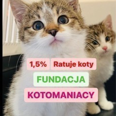 Puchate kocięta ok. 4 miesieczne Pysia i Puchatek