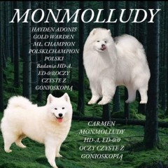 Samoyed plany hodowlane 2024