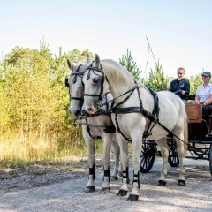 Wałachy rasy Lipicańskiej