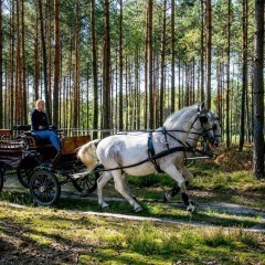 Wałachy rasy Lipicańskiej