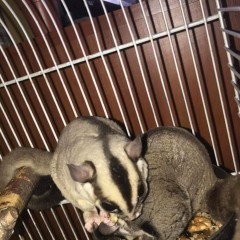 Lotopalanki lotopałanka karłowata sugar glider para rozrodowa