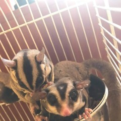 Lotopalanki lotopałanka karłowata sugar glider para rozrodowa