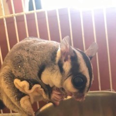 Lotopalanki lotopałanka karłowata sugar glider para rozrodowa