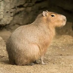 Kapibara , Kapibary młode