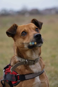 FORD- MŁODY PIES DO ADOPCJI