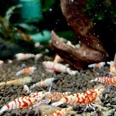 Krewetki Red Fancy Tiger Caridina