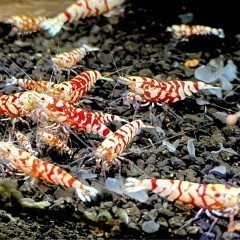 Krewetki Red Fancy Tiger Caridina