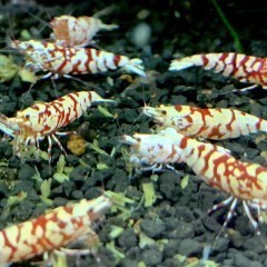 Krewetki Red Fancy Tiger Caridina