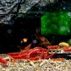 Krewetki Bloody Mary Neocaridina Czerwone