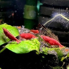 Krewetki Bloody Mary Neocaridina Czerwone