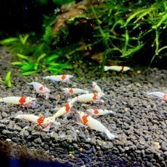 Krewetki PRL Caridina