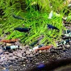 Krewetki Caridina Mix