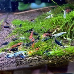 Krewetki Caridina Mix