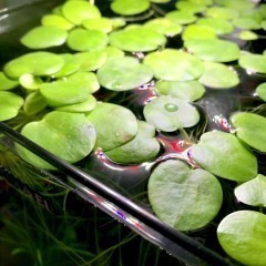 Limnobium / Pistia rośliny akwariowe 10 sztuk