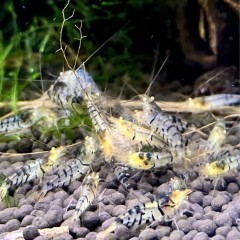 Krewetki Blonde Tiger Orange Eyes Caridina