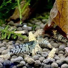 Krewetki Blonde Tiger Orange Eyes Caridina