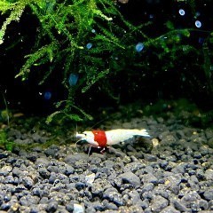 Krewetki Prl Mid-High Caridina