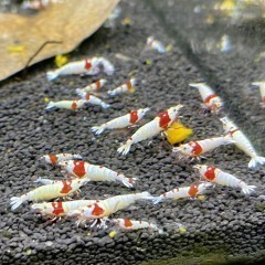 Krewetki Prl Mid-High Caridina