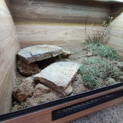 Terrarium dla żółwia