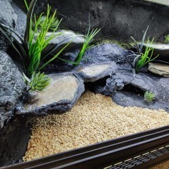 Terrarium gekon lamparci jaszczurka PETMARKET