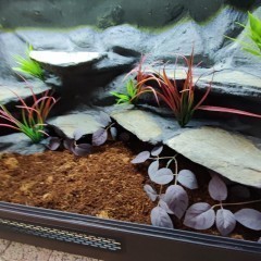 Terrarium wąż pyton boa PETMARKET