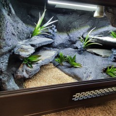 Terrarium dla gekona lamparciego PETMARKET