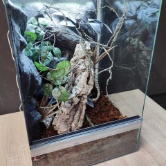 Terrarium 40x40x60 dla gekona orzęsionego Petmarket