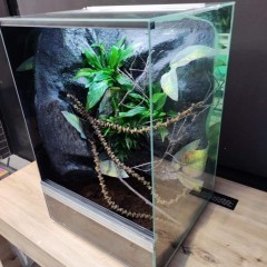 Terrarium gekon orzęsiony jaszczurka PETMARKET