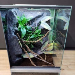 Terrarium gekon orzęsiony jaszczurka PETMARKET