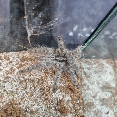 Ptasznik Heteroscodra maculata samica | pająk | Petmarket