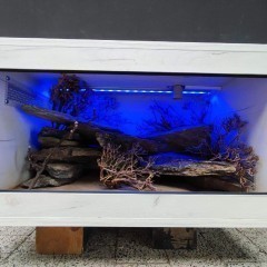 Terrarium gekon lamparci agama jaszczurka PETMARKET