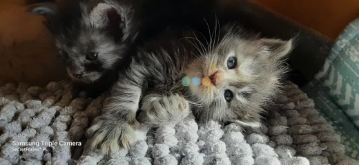 kocięta Maine Coon FPL