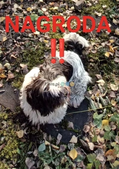 ZAGINĘŁA NAGRODA 2000zł biało-czarna suczka w typie shih tzu.