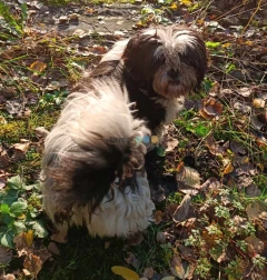 ZAGINĘŁA NAGRODA 2000zł biało-czarna suczka w typie shih tzu.