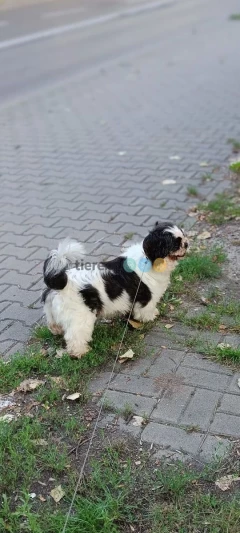 ZAGINĘŁA NAGRODA 2000zł biało-czarna suczka w typie shih tzu.