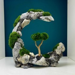 Piękna Aranżacja Do Akwarium Księżyc Bonsai