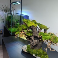 Drzewo Bonsai do akwarium