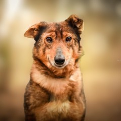 Śliczna suczka średniej wielkości do adopcji