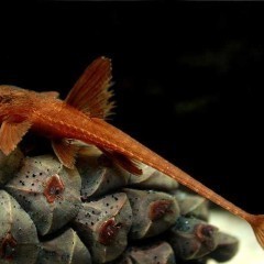 Loricaria red tylko 19 zł