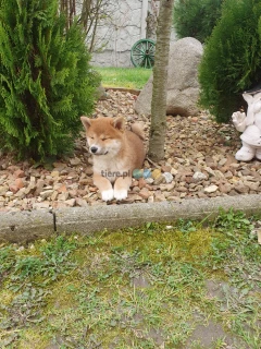 Szczeniaki Shiba Inu ZKwP