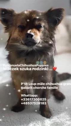 Chihuahua szczeniak merle bringé długowłosy duży gabaryt 