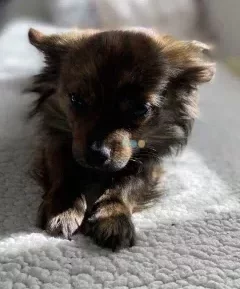 Chihuahua szczeniak merle bringé długowłosy duży gabaryt 