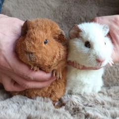 Świńka US Teddy cavia domowa