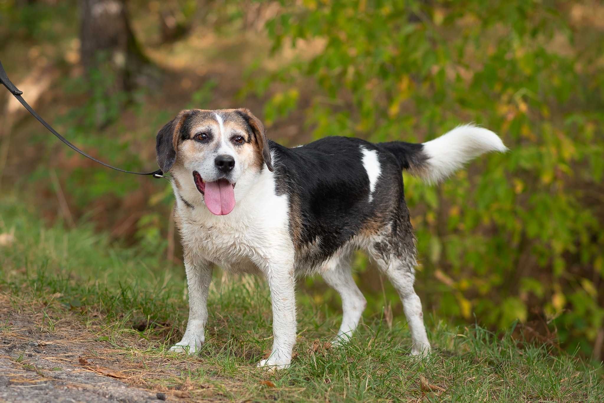 SZIGAR – pies w typie beagla poleca się do adopcji