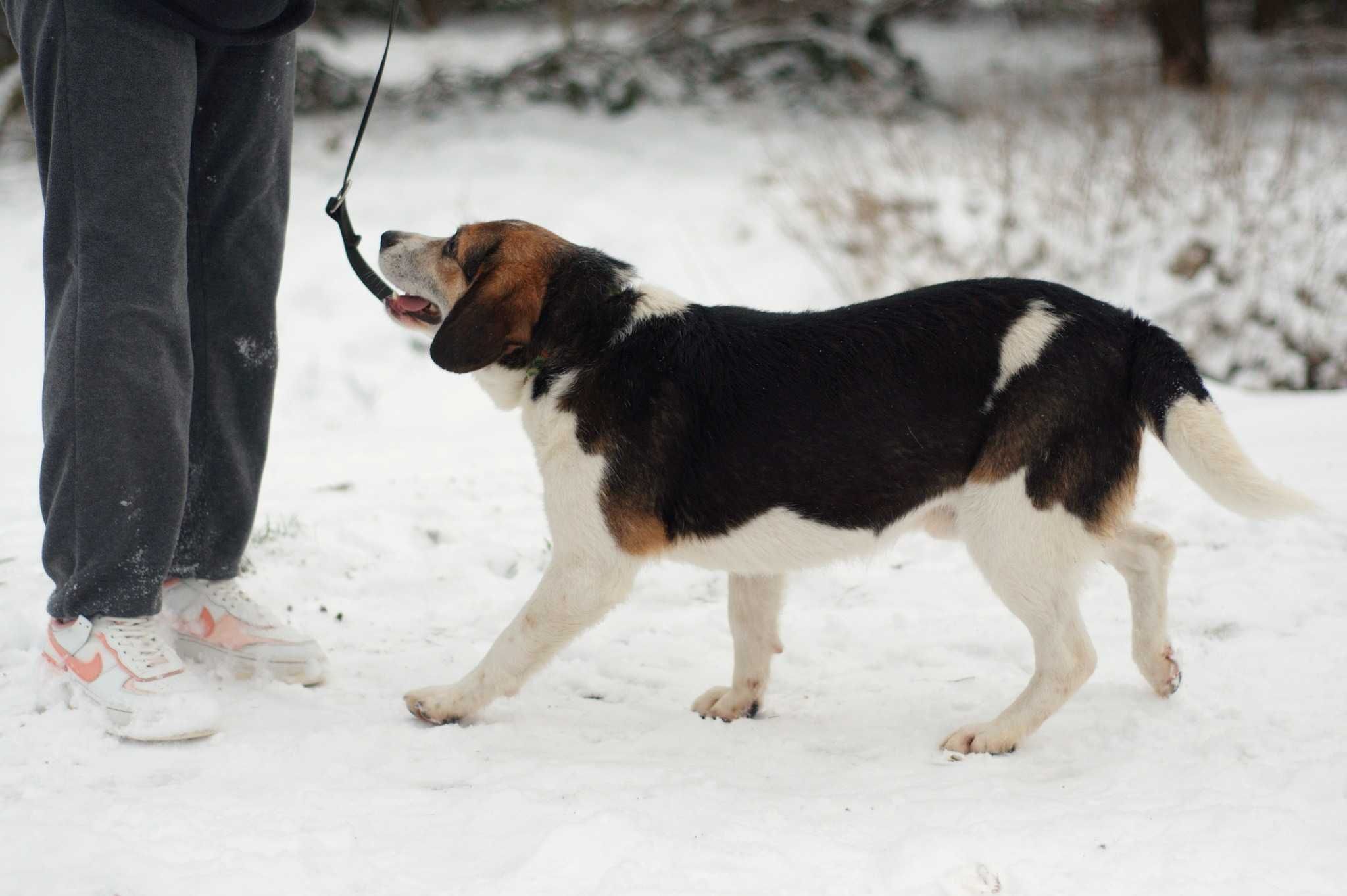 SZIGAR – pies w typie beagla poleca się do adopcji